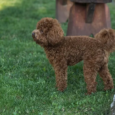 Semesterbostad Kuca Dragovic *